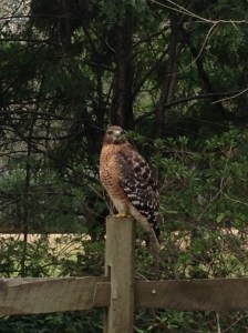 Haverty Hollow Hawk , 2/4/2013 Picture taken by Margaret Grosvenor