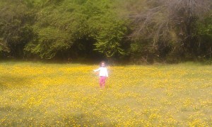 Queen of the Buttercups.